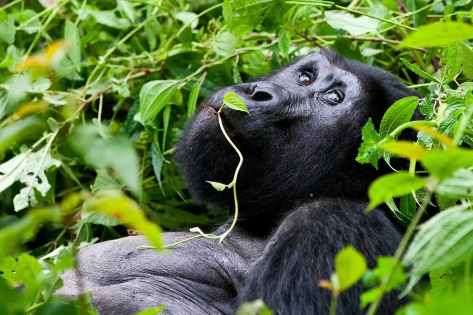 Uganda: nel regno dei primati